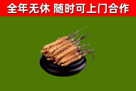 吴忠回收散虫草