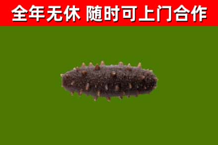 吴忠回收海参干